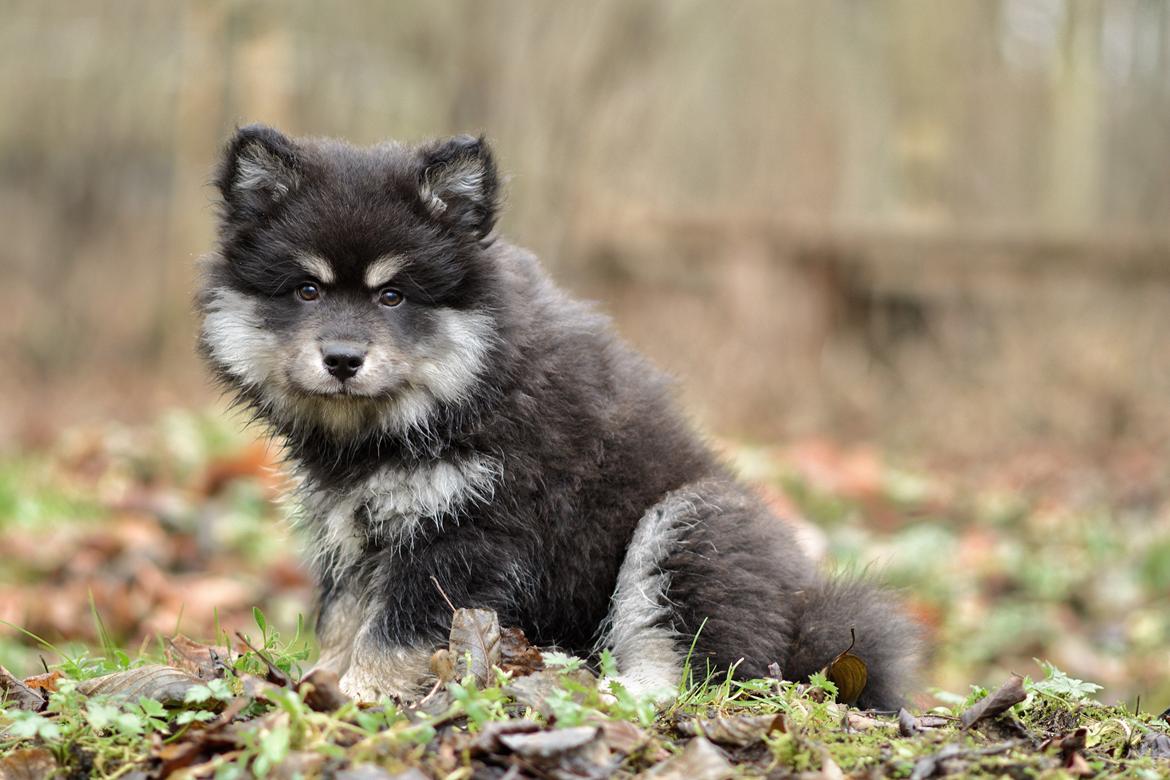 Finsk lapphund Lapinkaunis Groot *Floy* - Billede taget af Louise billede 36