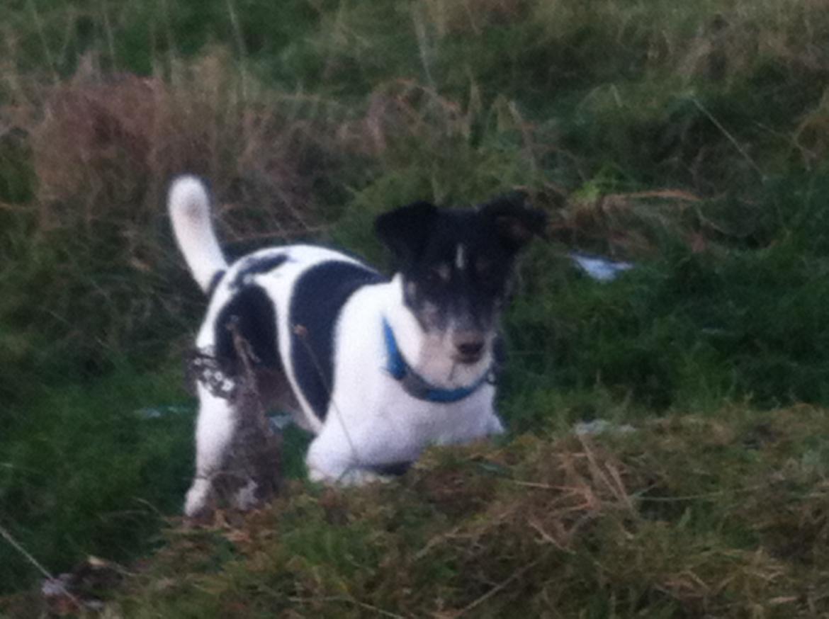 Dansk svensk gaardhund Buster billede 1