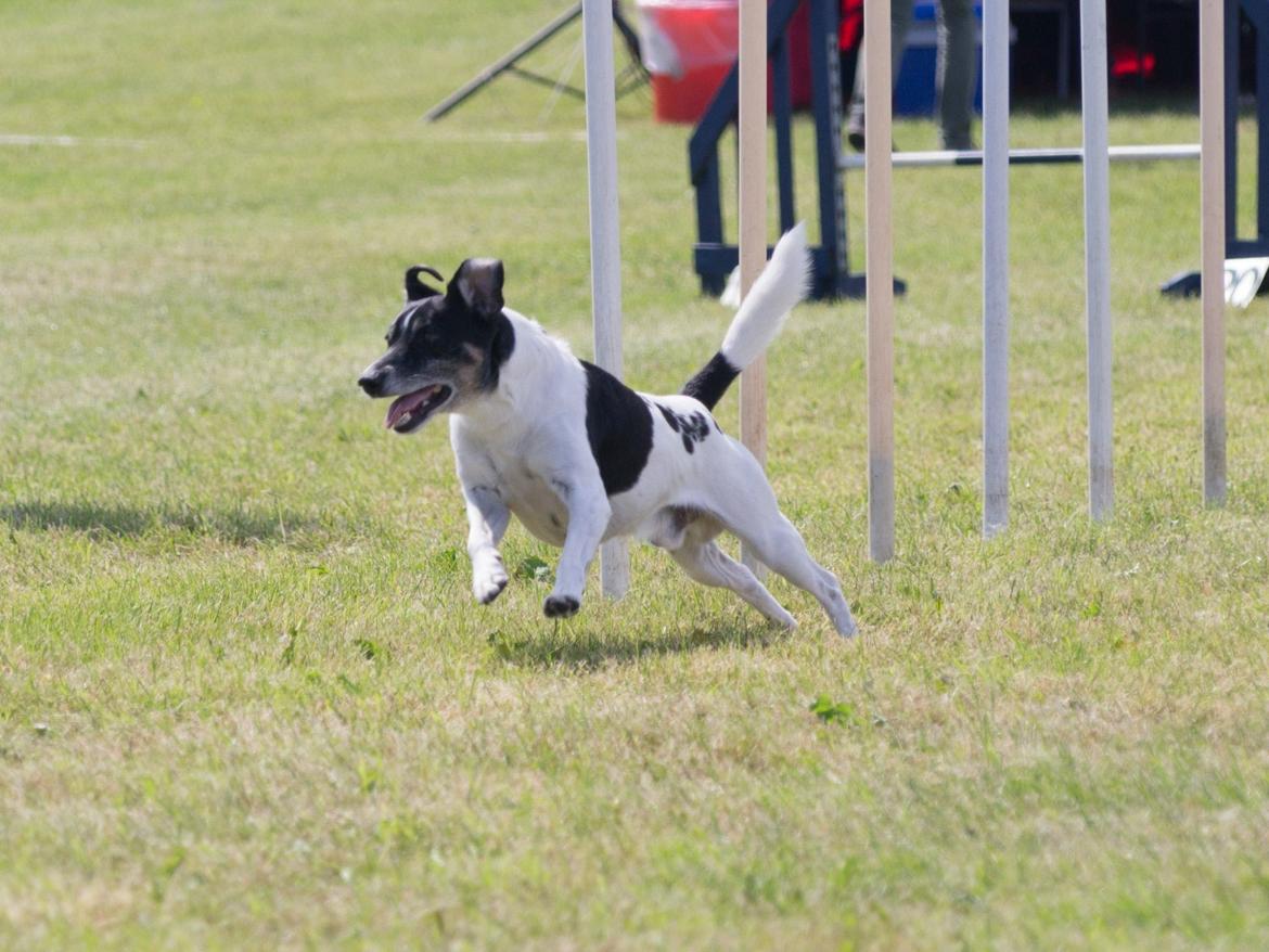 Dansk svensk gaardhund Buster billede 3