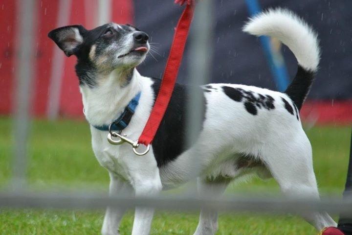 Dansk svensk gaardhund Buster billede 4