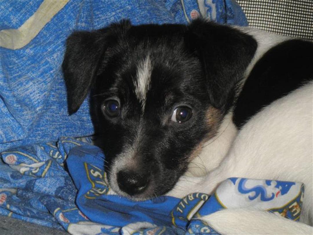 Dansk svensk gaardhund Buster (himmelhund 2026)  billede 6