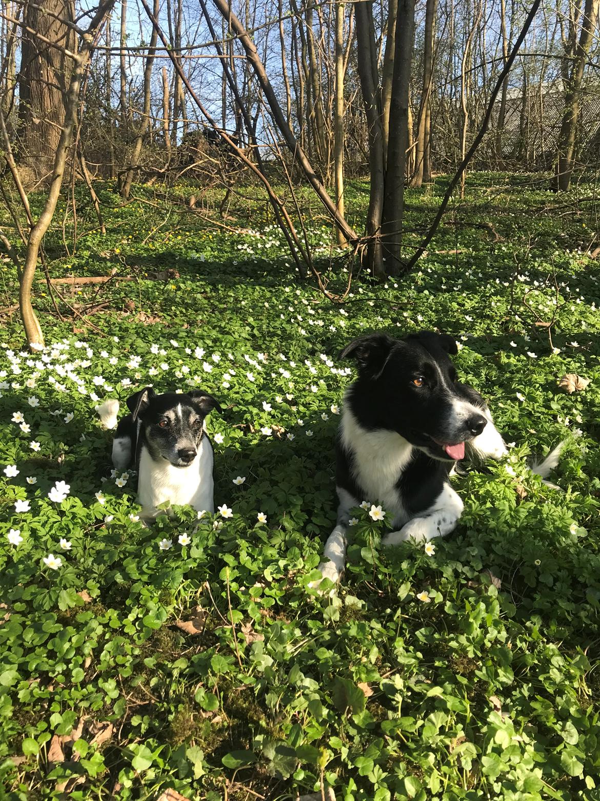 Dansk svensk gaardhund Buster billede 7