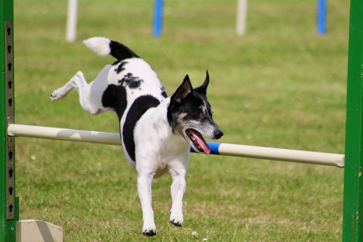 Dansk svensk gaardhund Buster billede 8