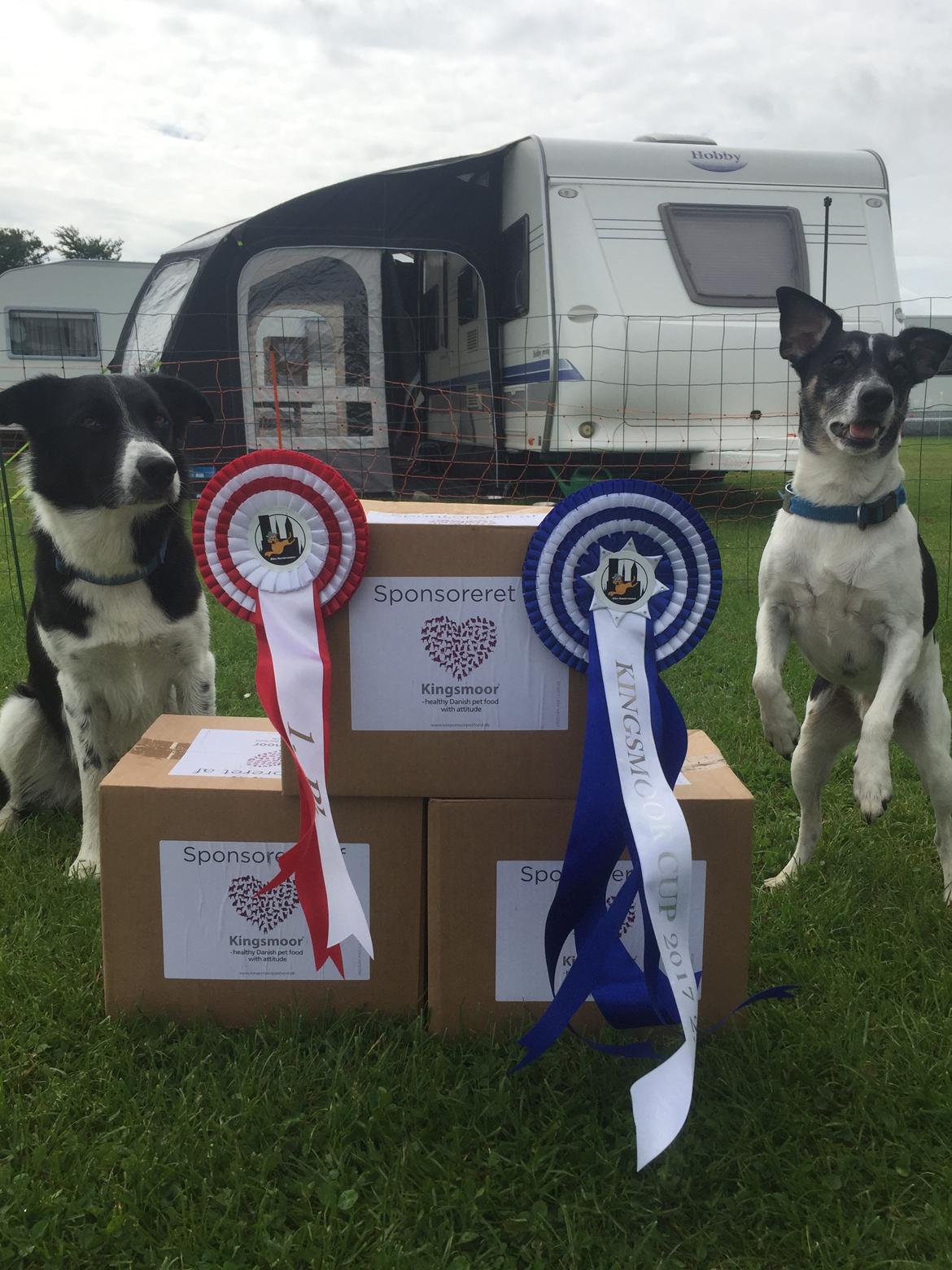 Dansk svensk gaardhund Buster billede 2