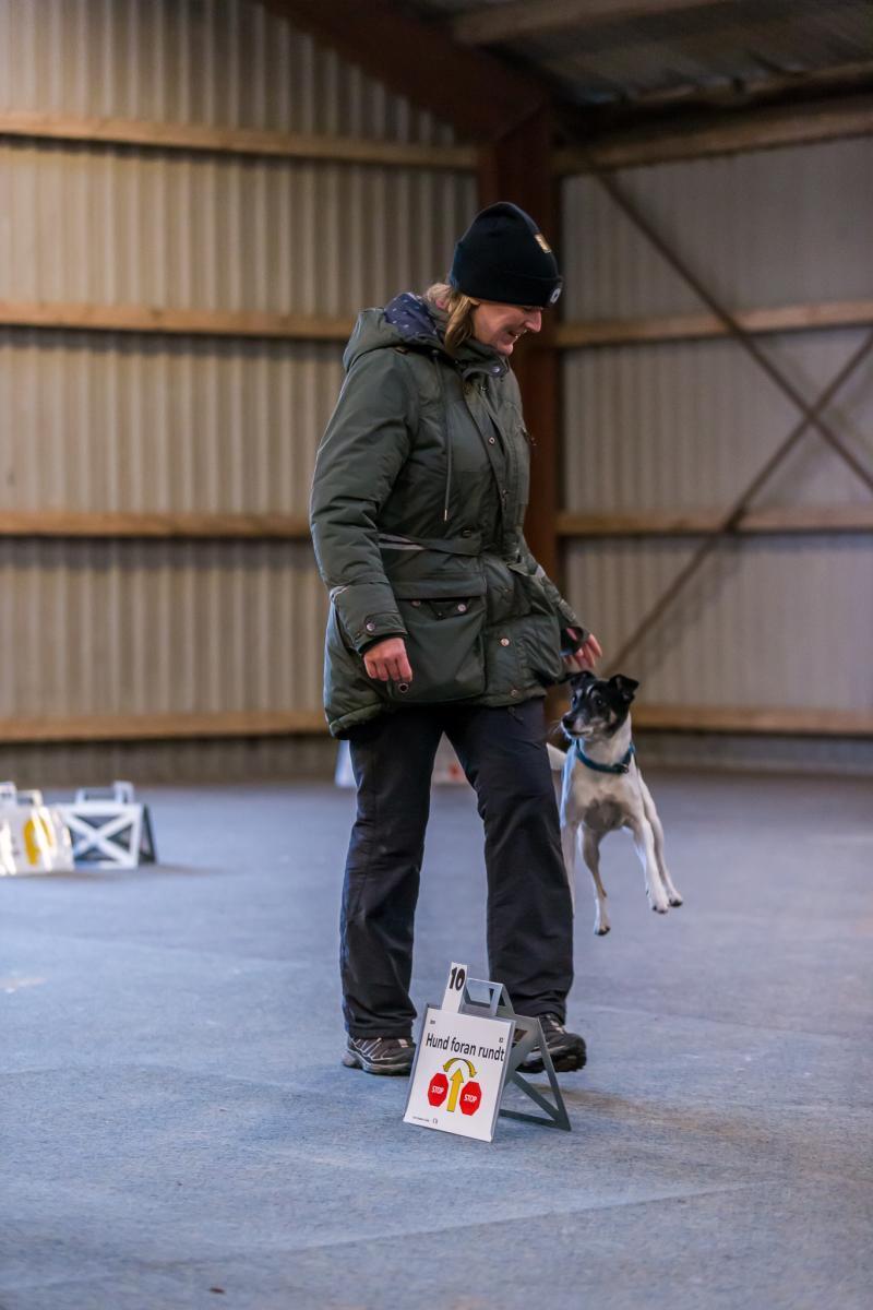 Dansk svensk gaardhund Buster (himmelhund 2026)  billede 9