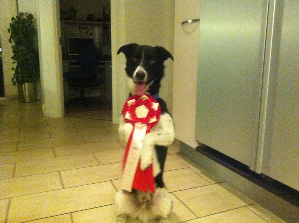 Border collie Archie (Himmelhund 2025)  billede 2