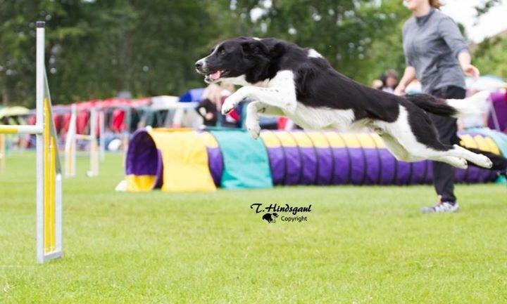 Border collie Archie (Himmelhund 2025)  billede 3