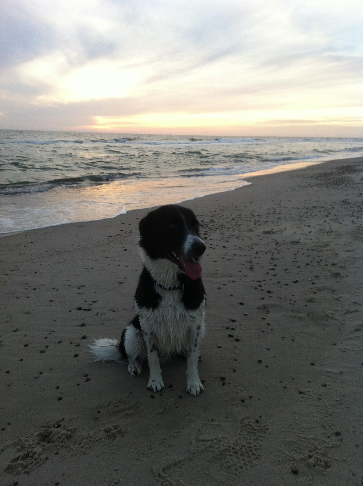 Border collie Archie (Himmelhund 2025)  billede 13