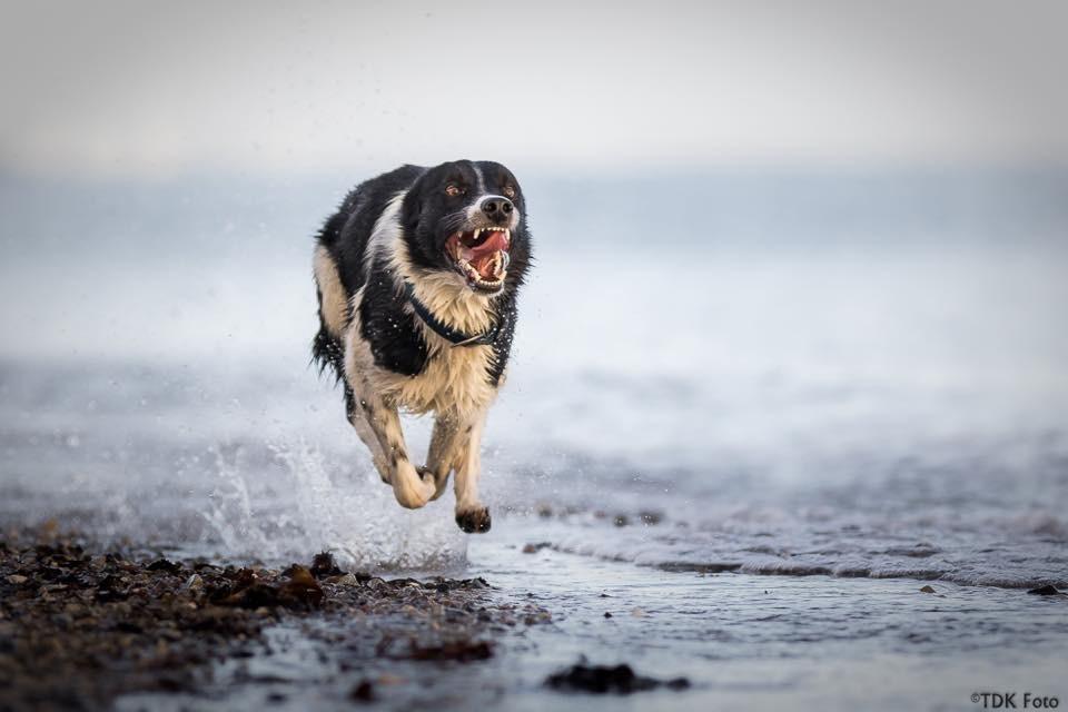 Border collie Archie (Himmelhund 2025)  billede 5