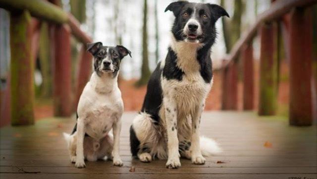 Border collie Archie (Himmelhund 2025)  billede 4