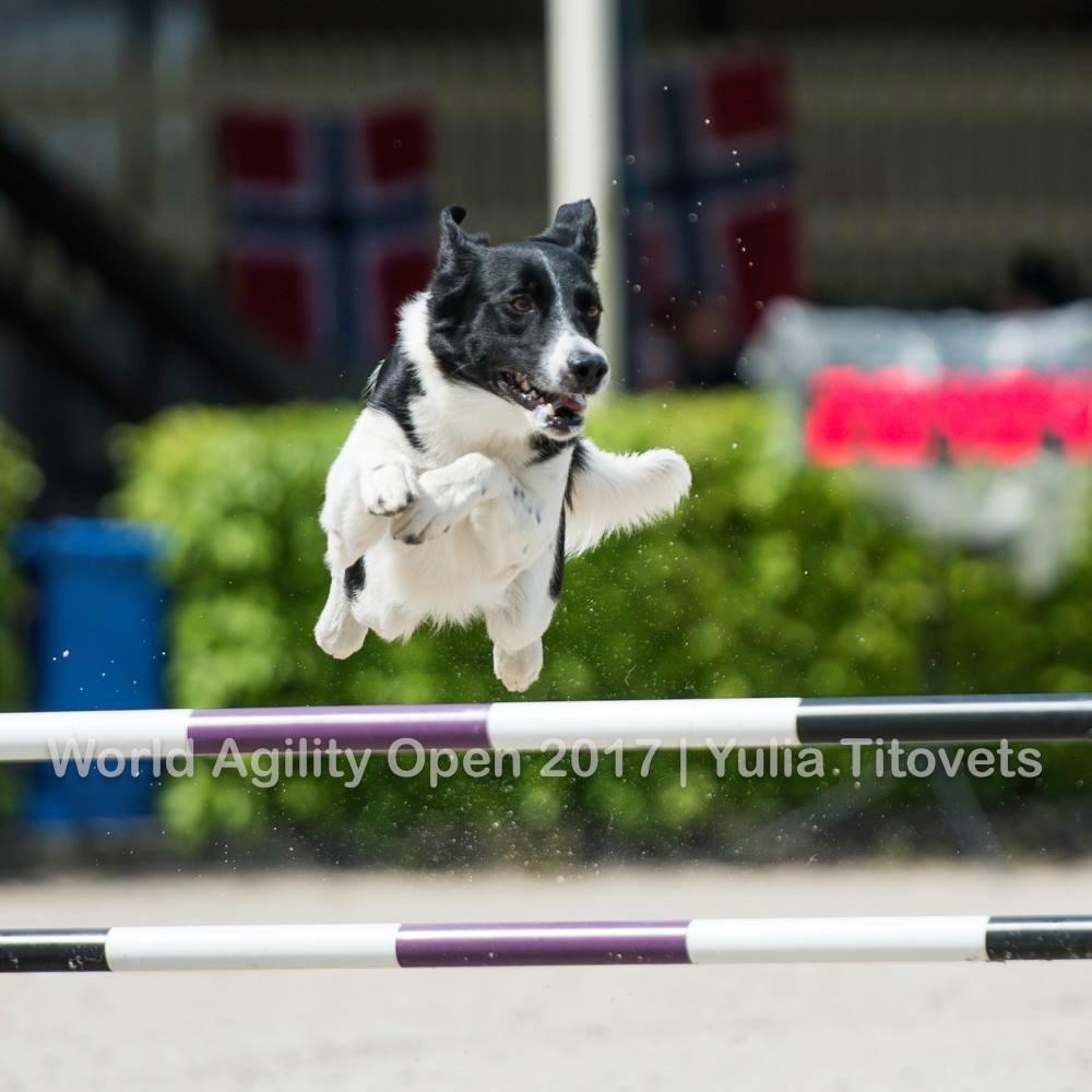 Border collie Archie (Himmelhund 2025)  billede 7