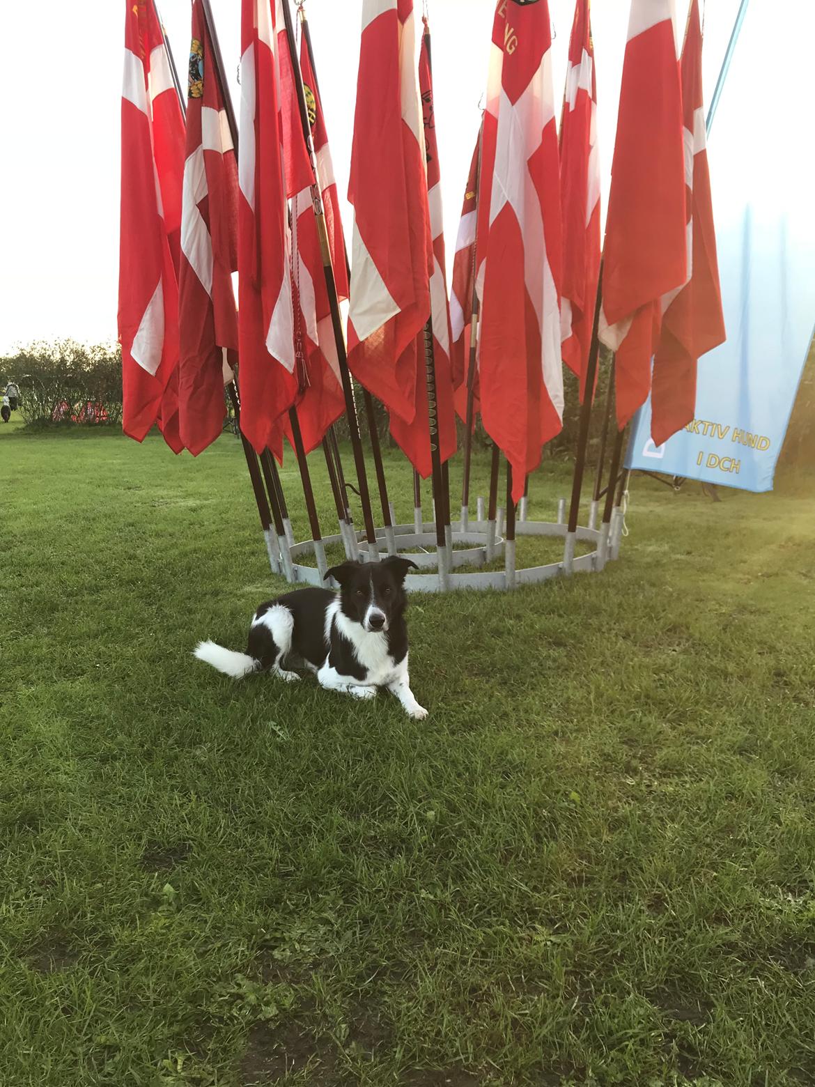 Border collie Archie (Himmelhund 2025)  billede 8