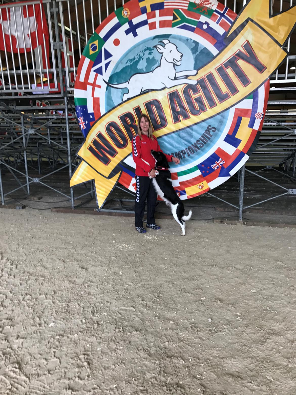 Border collie Archie (Himmelhund 2025)  billede 6