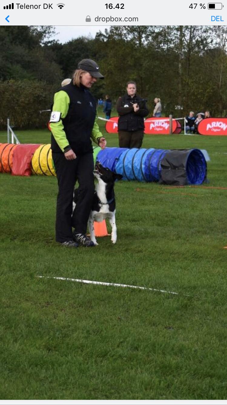 Border collie Archie (Himmelhund 2025)  billede 9