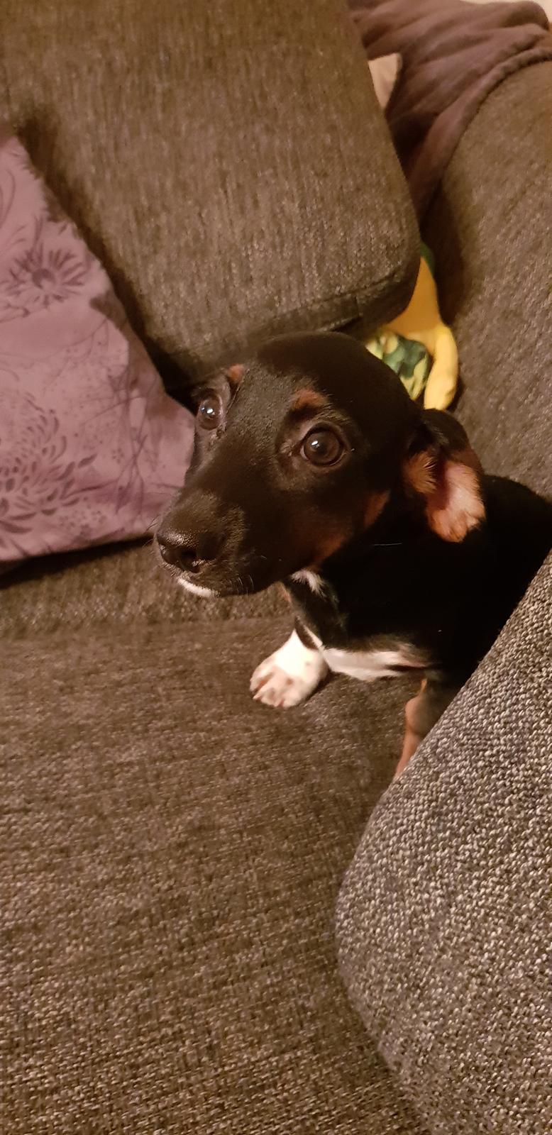 Blanding af racer Suki billede 1