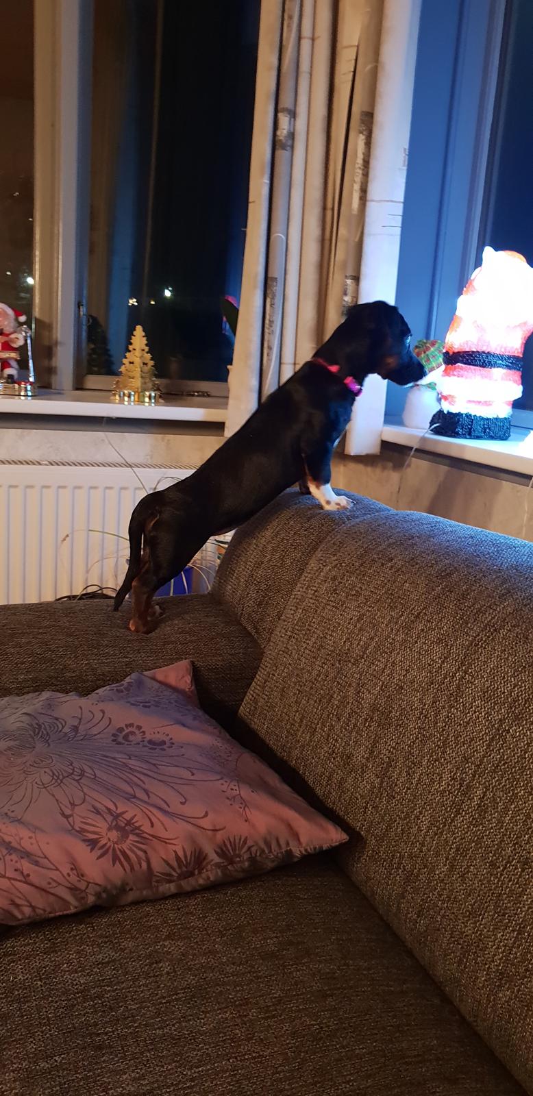 Blanding af racer Suki billede 2