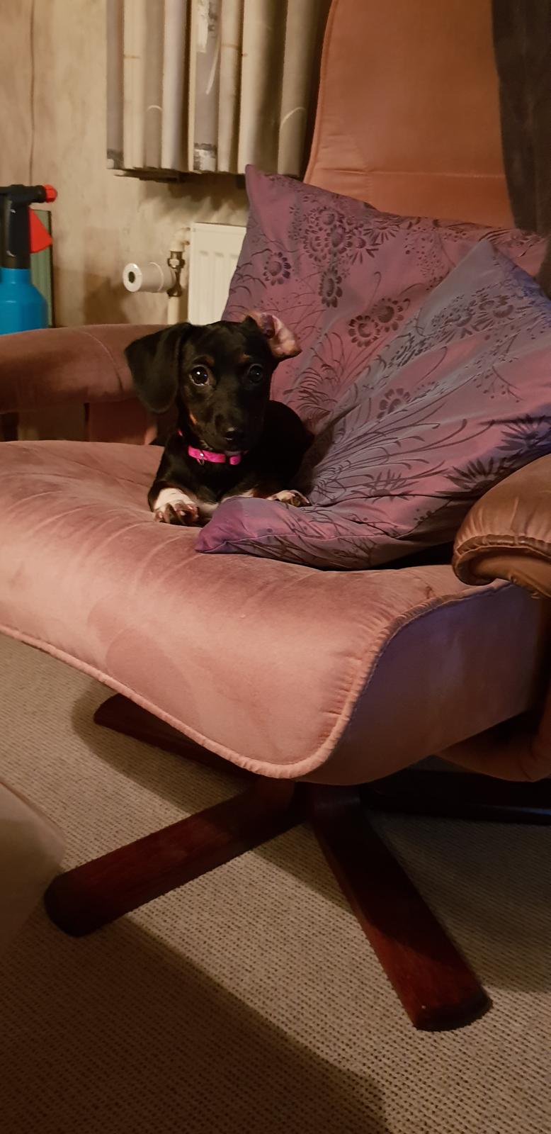 Blanding af racer Suki billede 3