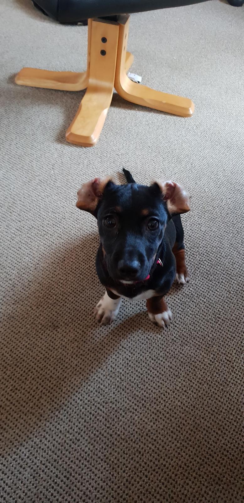 Blanding af racer Suki billede 4