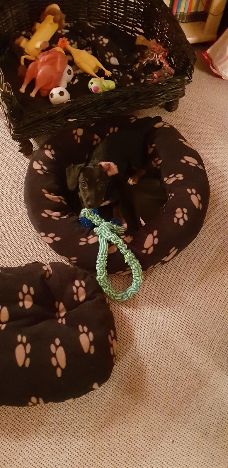 Blanding af racer Suki billede 5