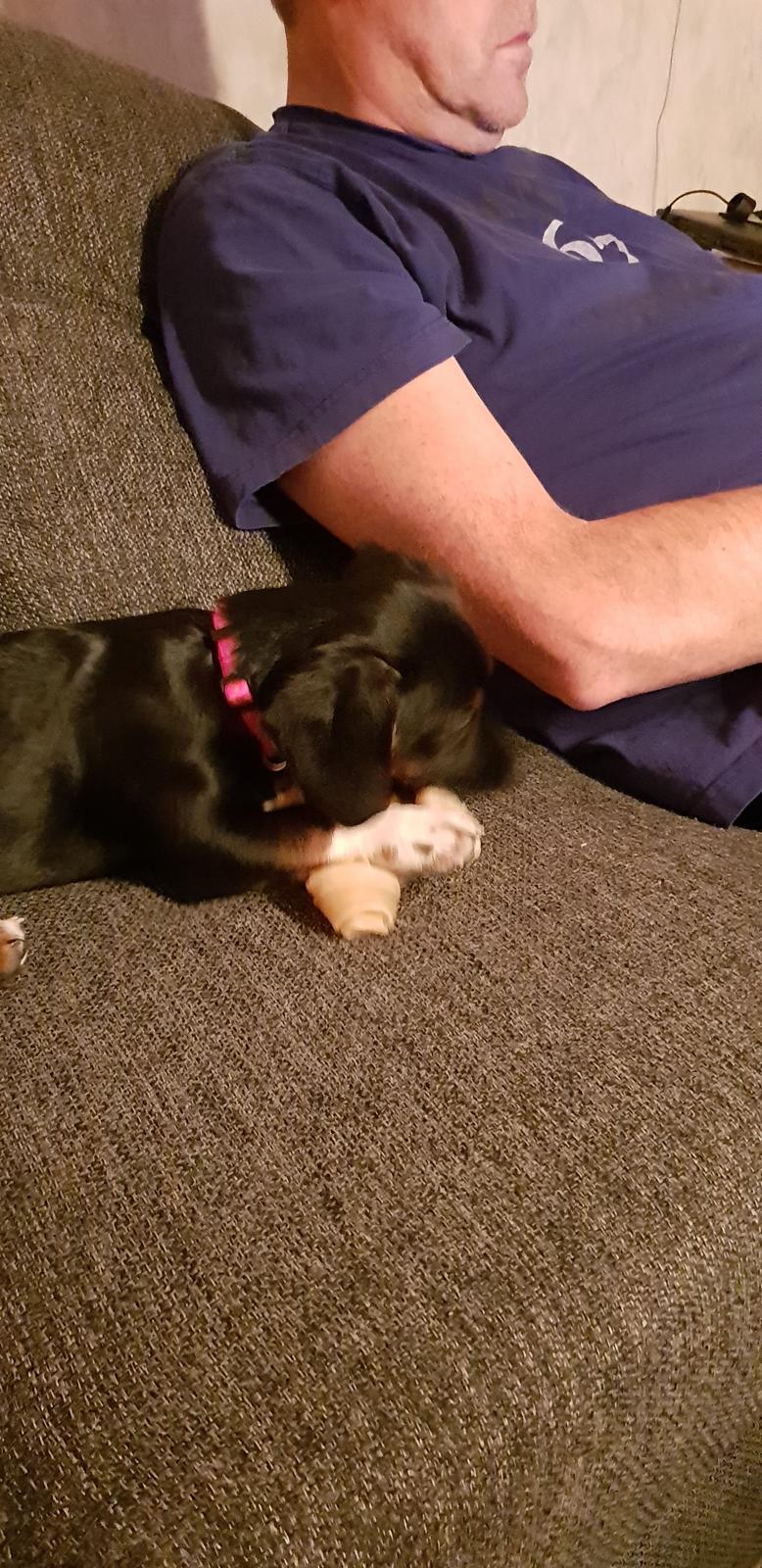 Blanding af racer Suki billede 7