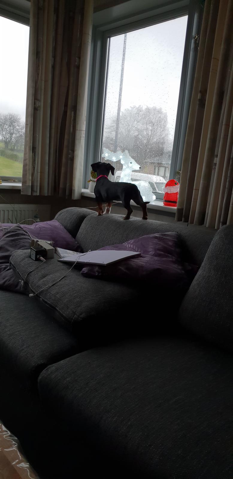 Blanding af racer Suki billede 8