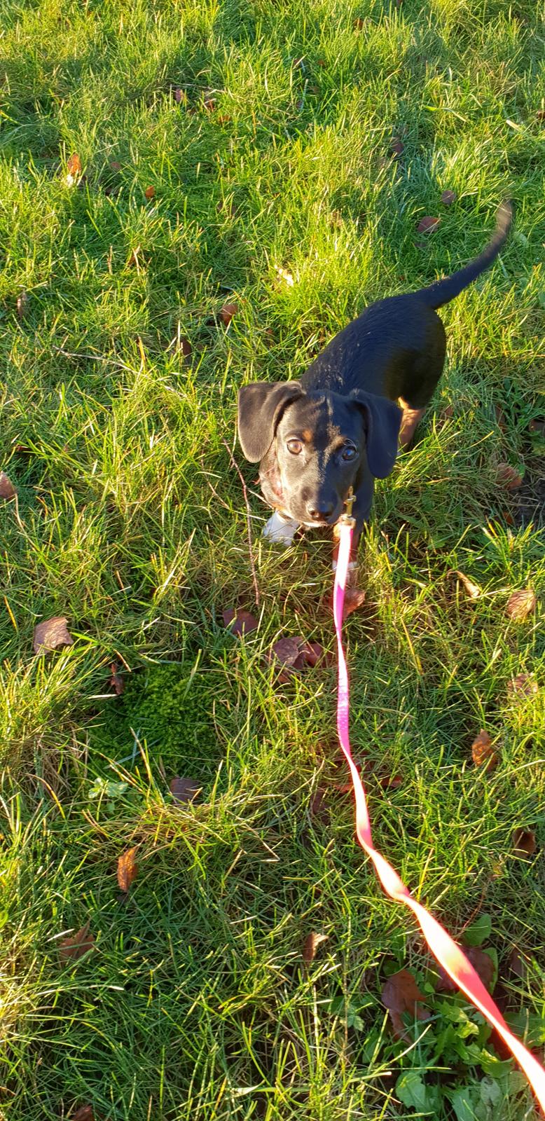 Blanding af racer Suki billede 9