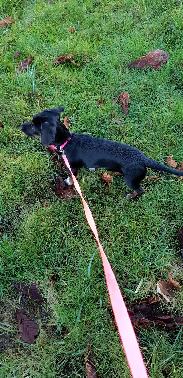 Blanding af racer Suki billede 10