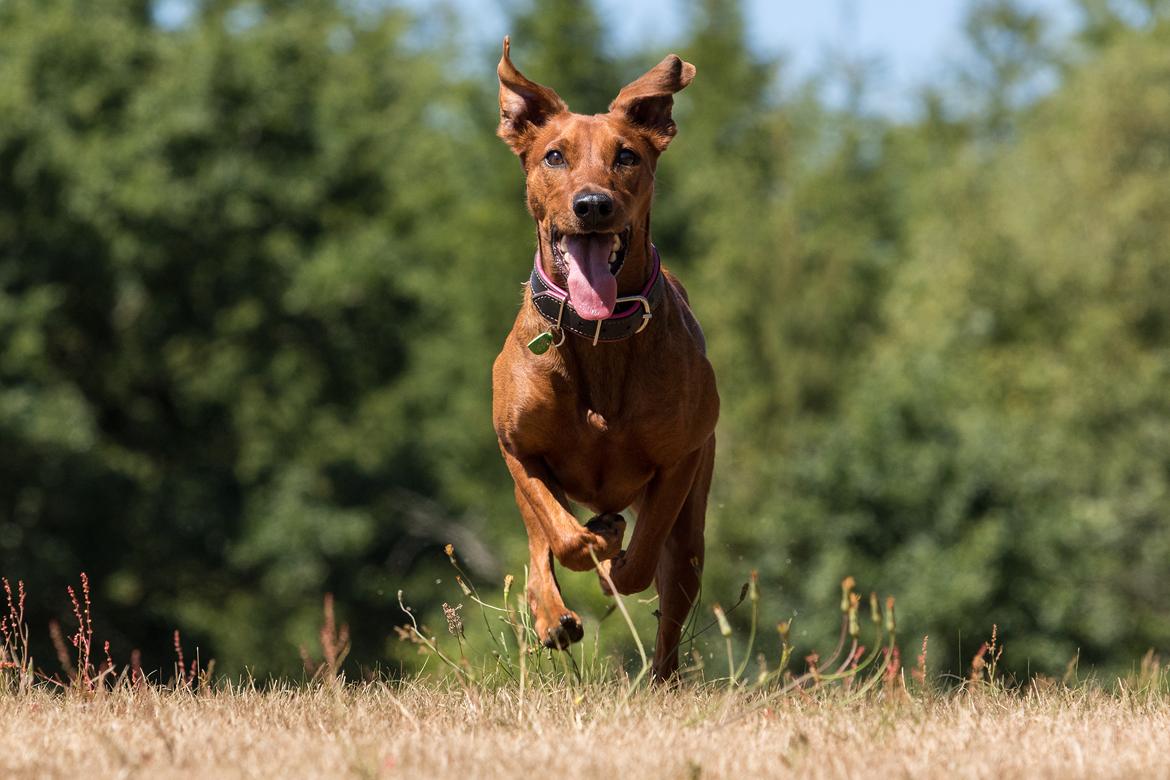 Tysk pinscher Tessa - Tosa foto billede 32