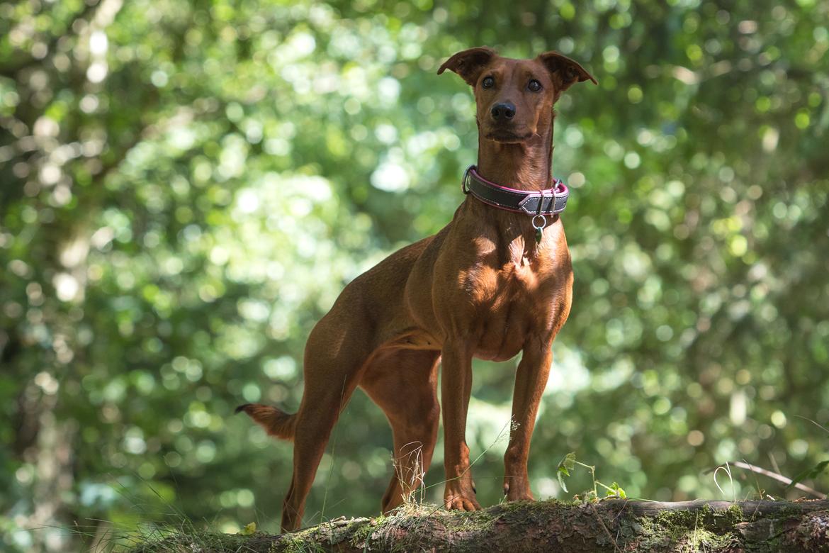 Tysk pinscher Tessa - Tosa foto billede 33