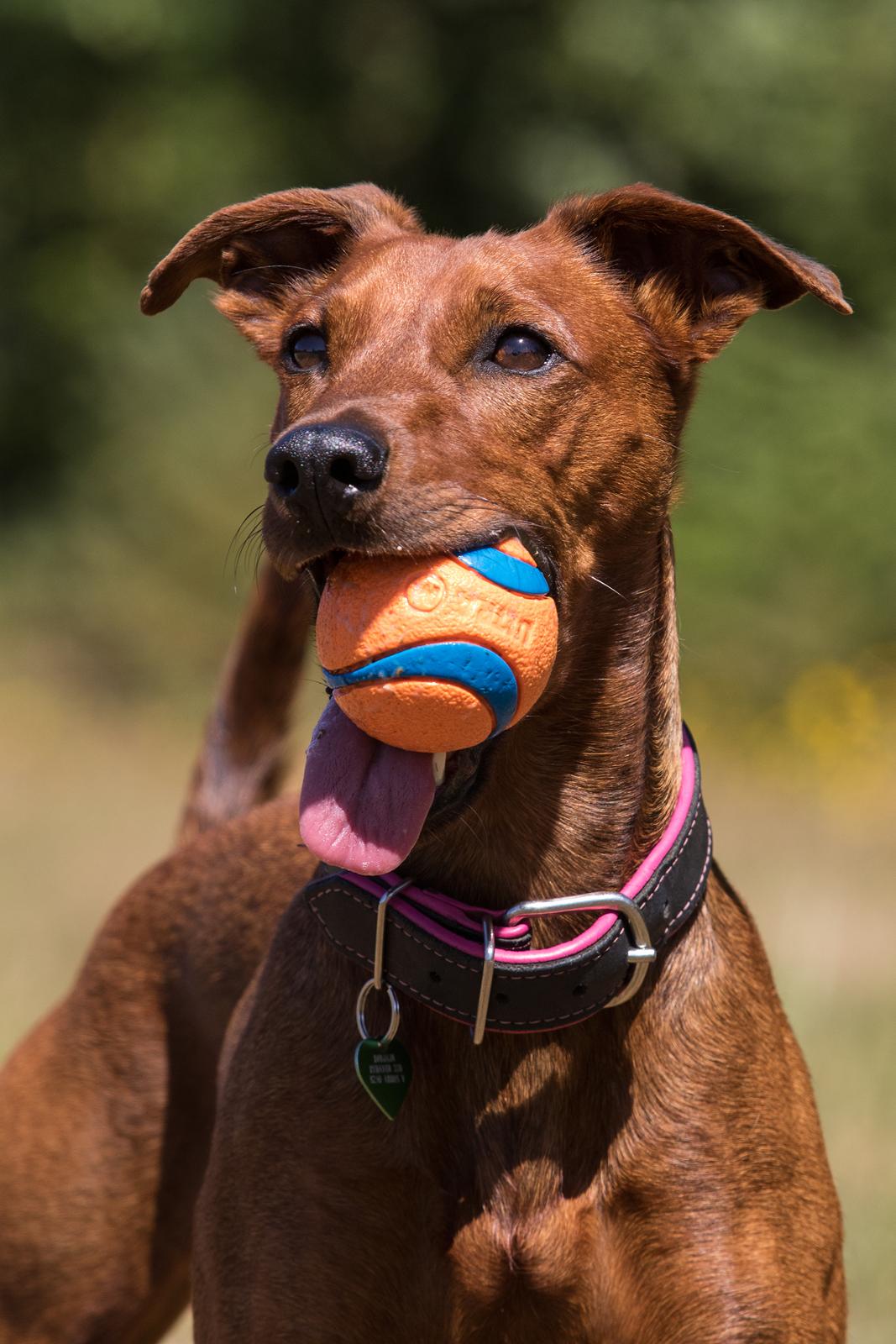 Tysk pinscher Tessa - Tosa foto billede 35