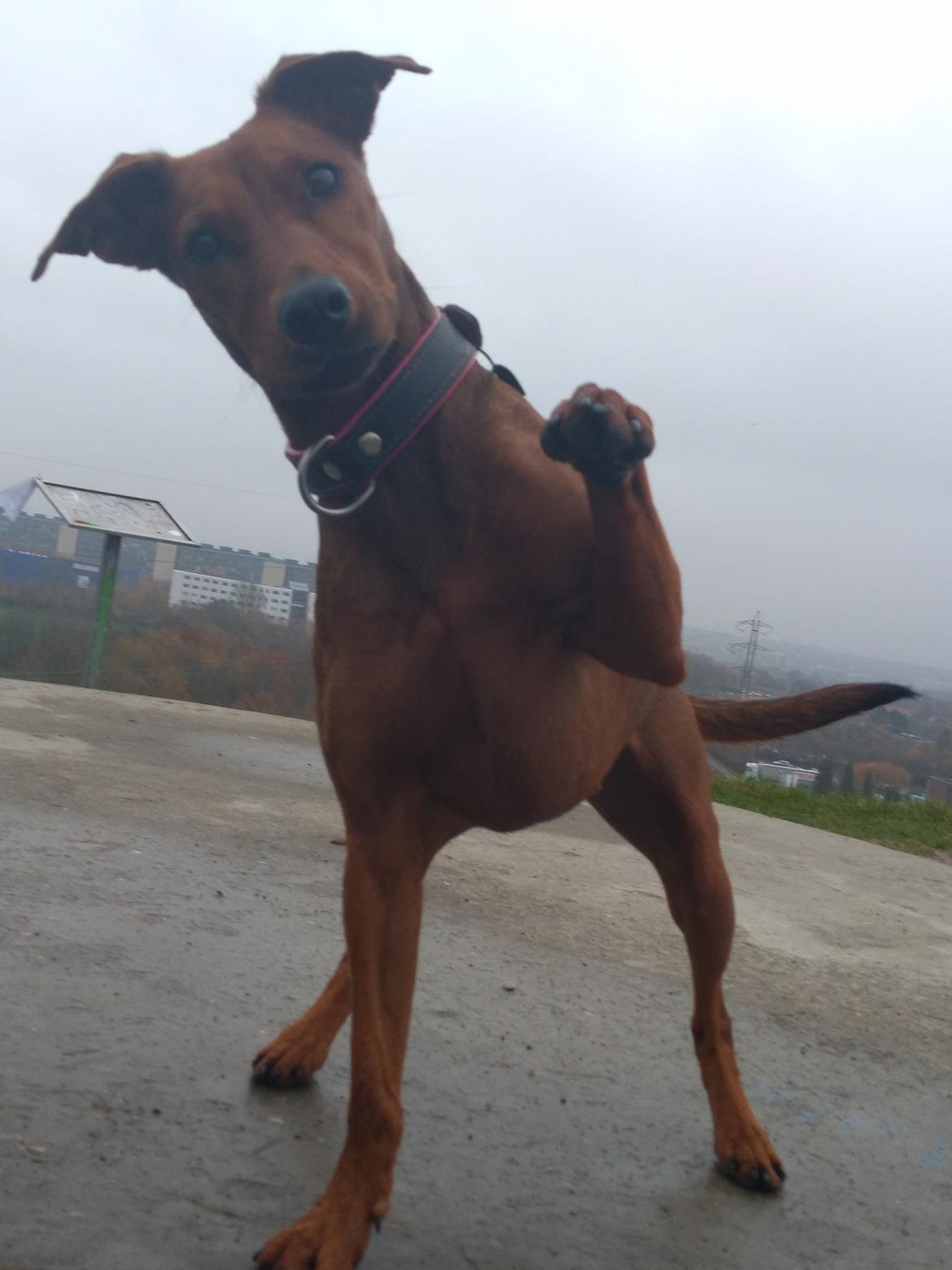 Tysk pinscher Tessa - High five på toppen af Århus billede 37