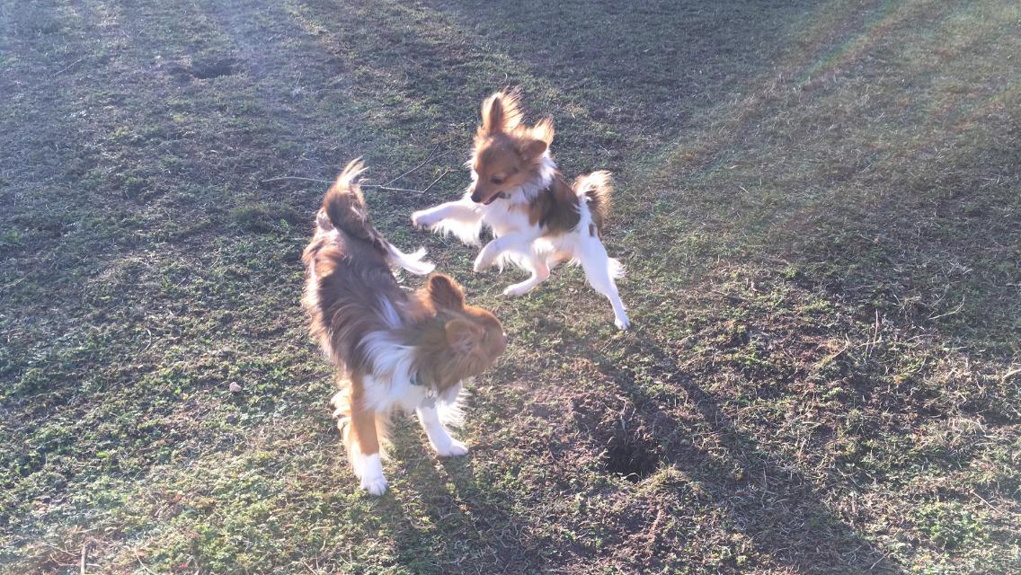 Papillon R.I.P Pomfritten Rita billede 6