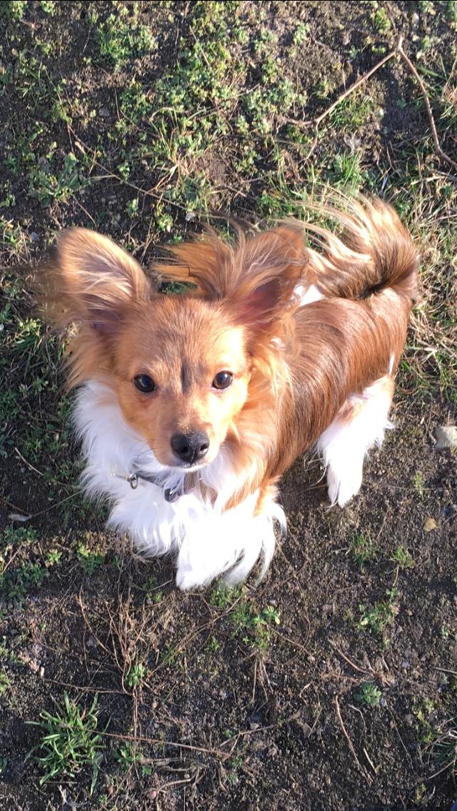 Papillon Funde *Mors* billede 5