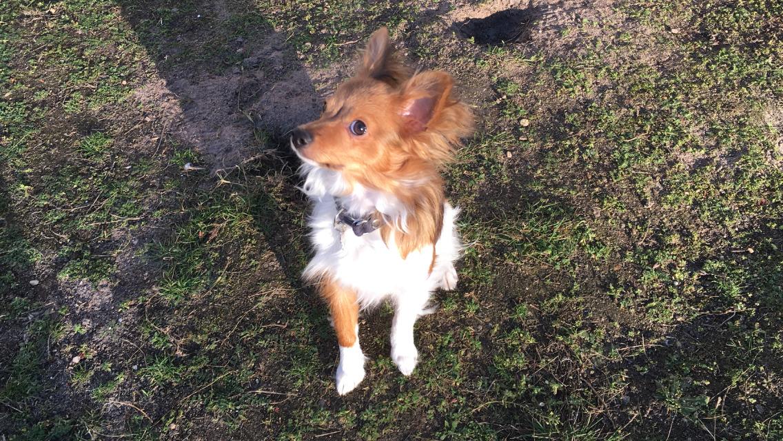 Papillon Funde *Mors* billede 6