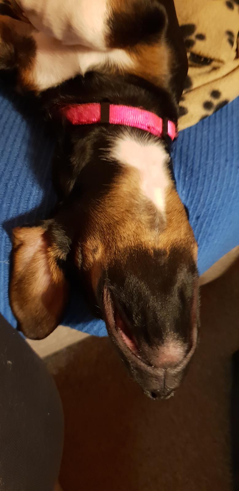 Blanding af racer Suki billede 11