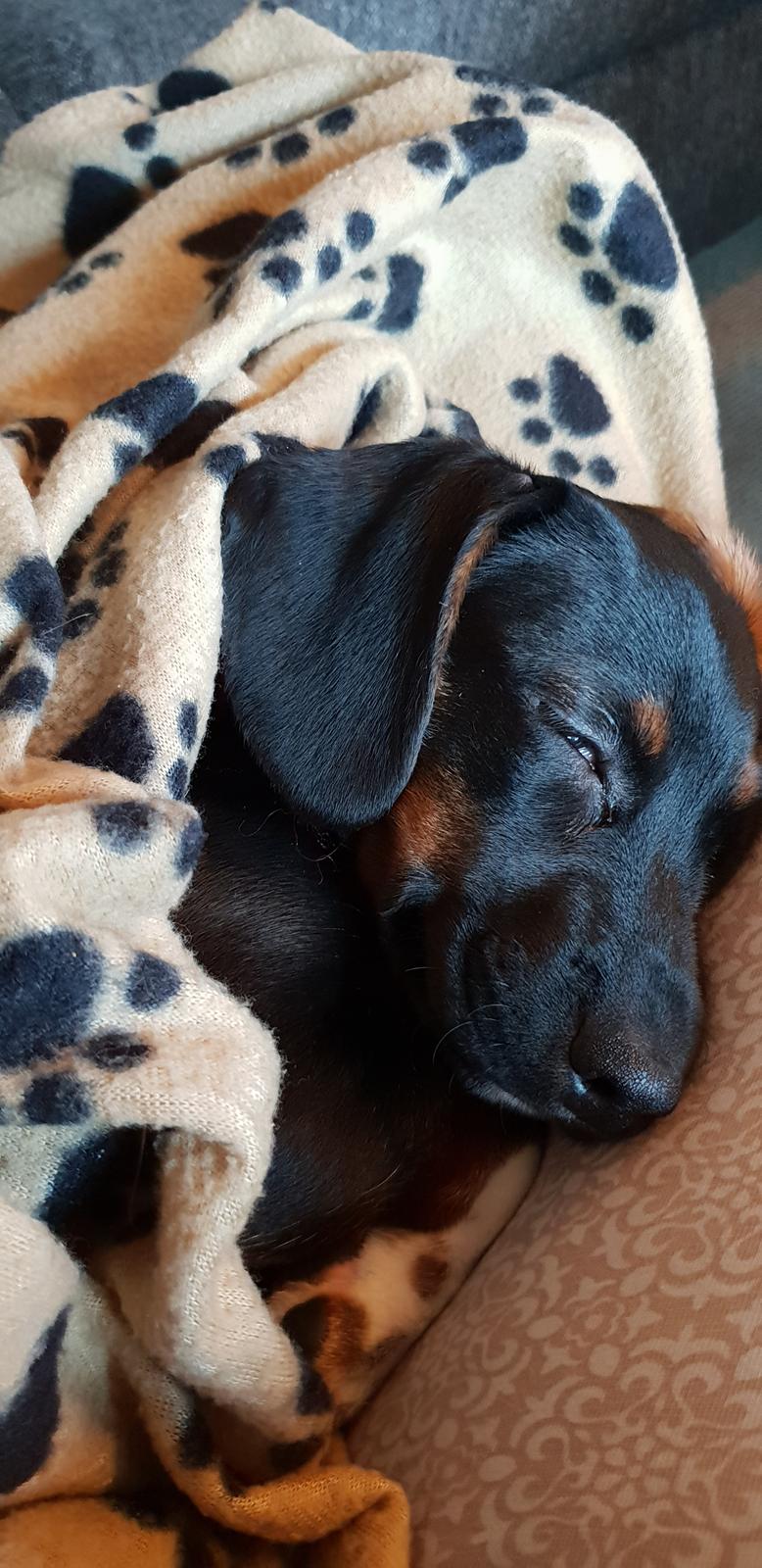 Blanding af racer Suki billede 12