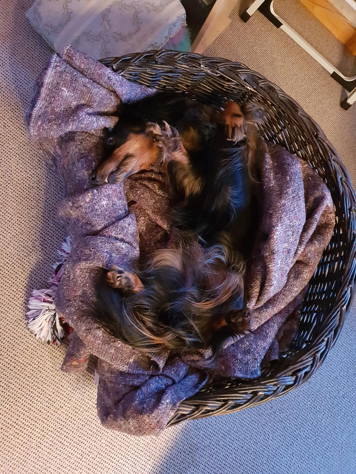 Gravhund Lady Himmelhund  billede 21