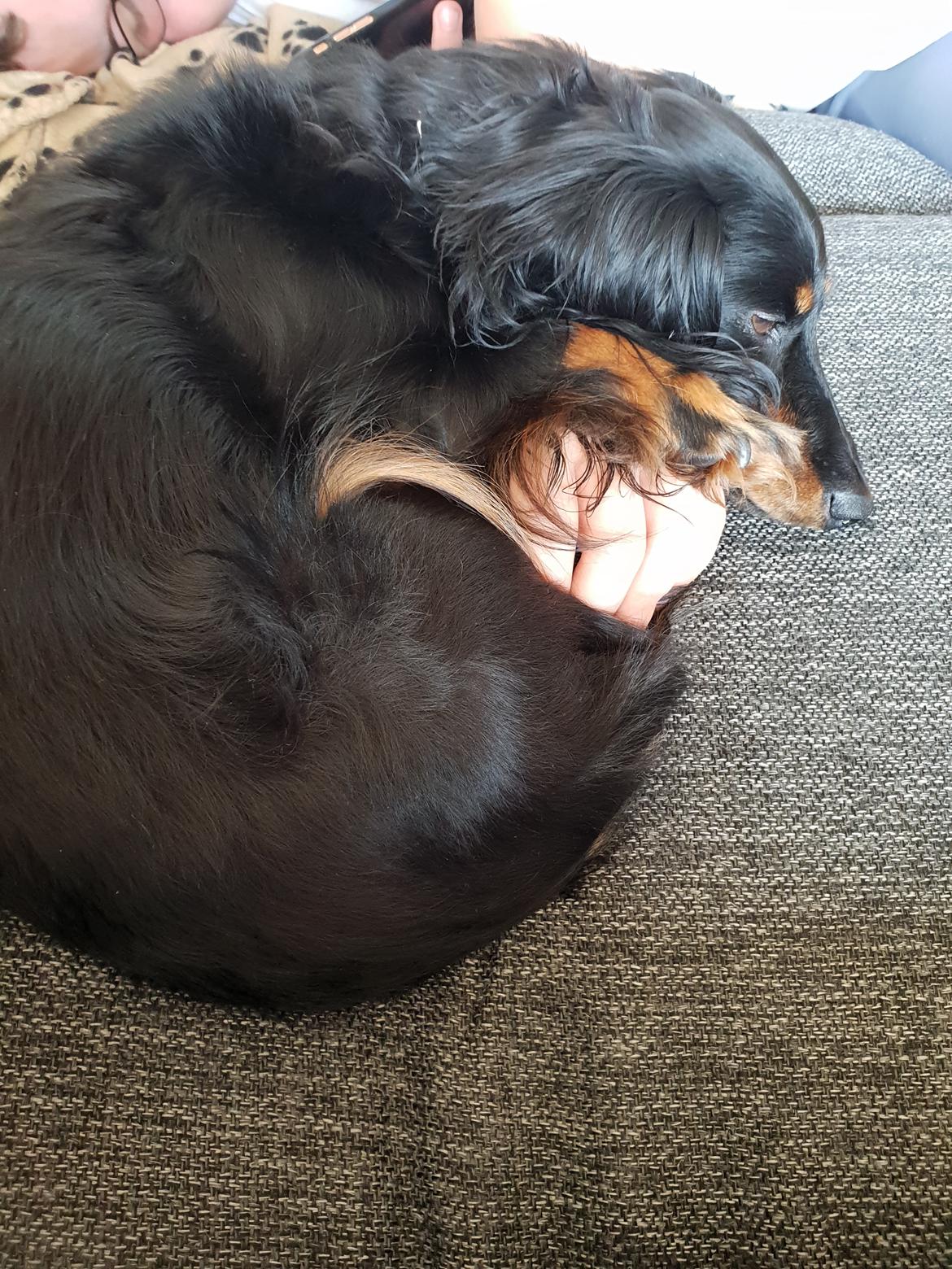 Gravhund Lady Himmelhund  billede 22