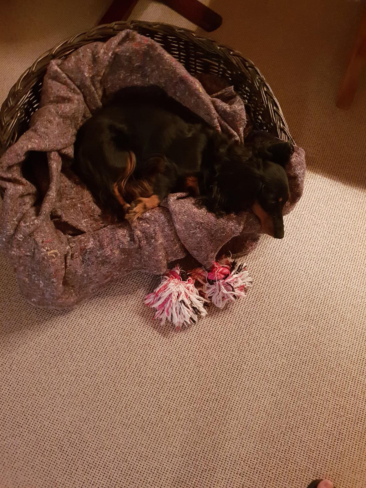 Gravhund Lady Himmelhund  billede 23