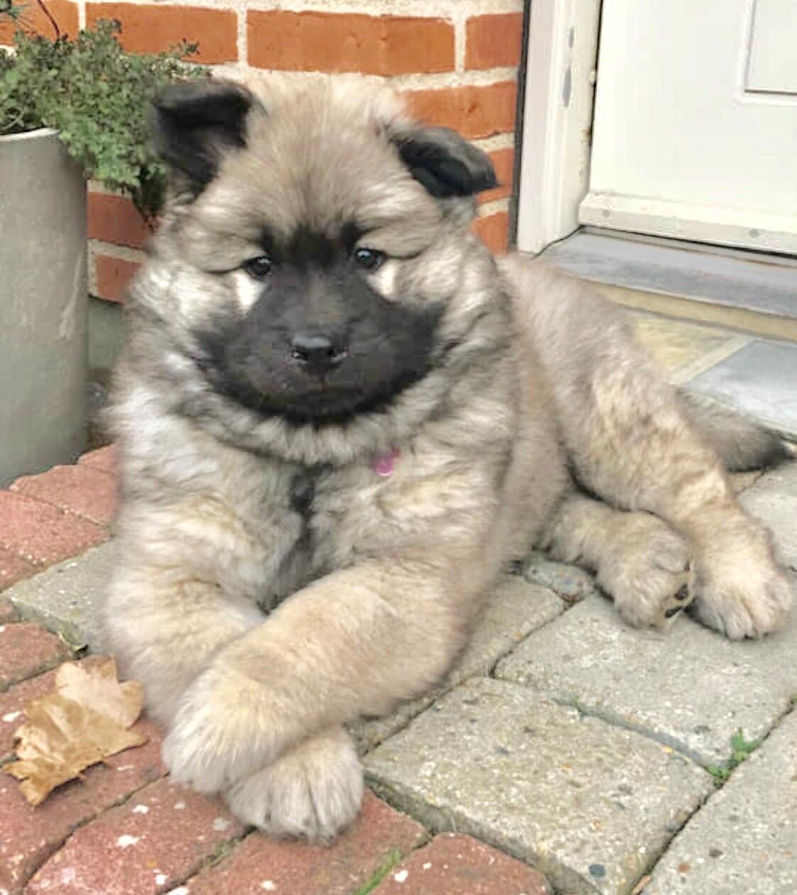 Eurasier Aya billede 3