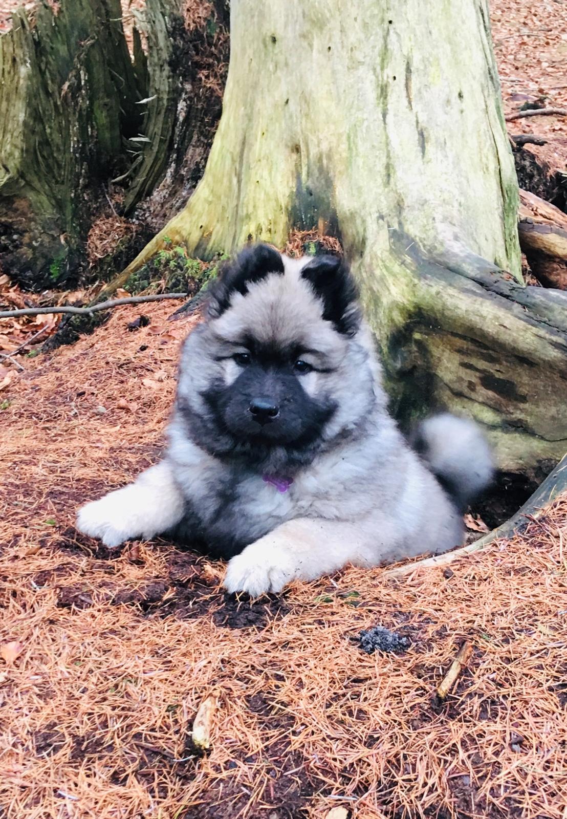 Eurasier Aya billede 4