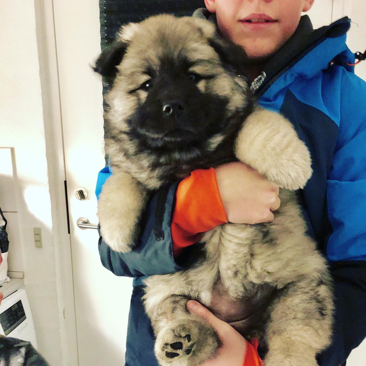 Eurasier Aya billede 2