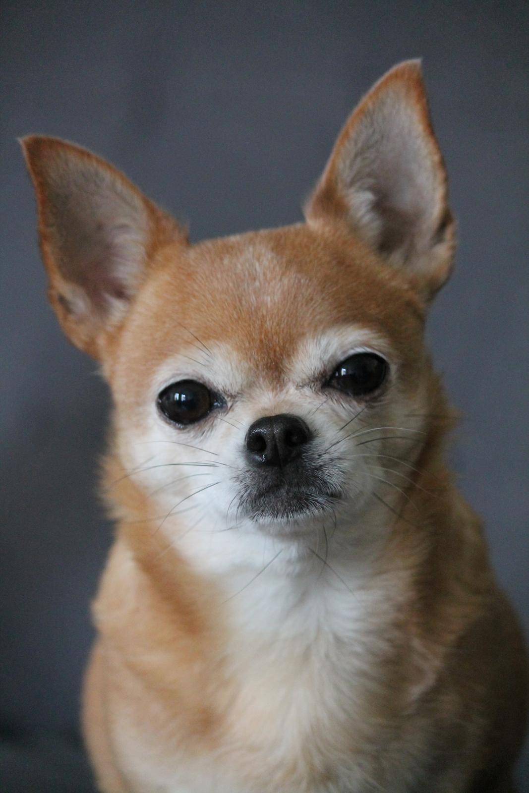 Chihuahua Chihuanas Flush of Hearts - Momo - Momo 2019 billede 3