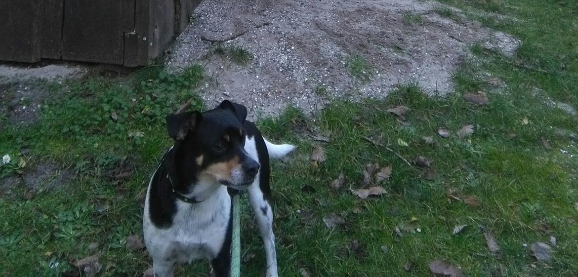 Dansk svensk gaardhund Alfa (Tilbydes til parring) billede 8