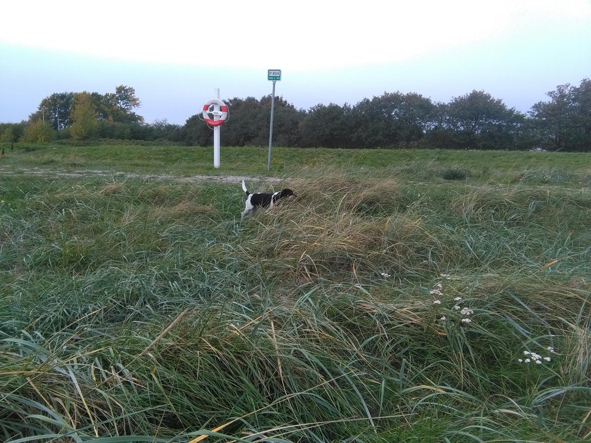 Dansk svensk gaardhund Alfa (Tilbydes til parring) billede 14