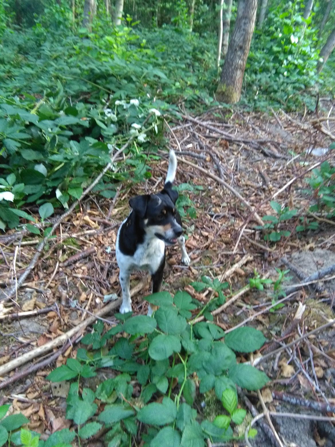 Dansk svensk gaardhund Alfa (Tilbydes til parring) billede 16