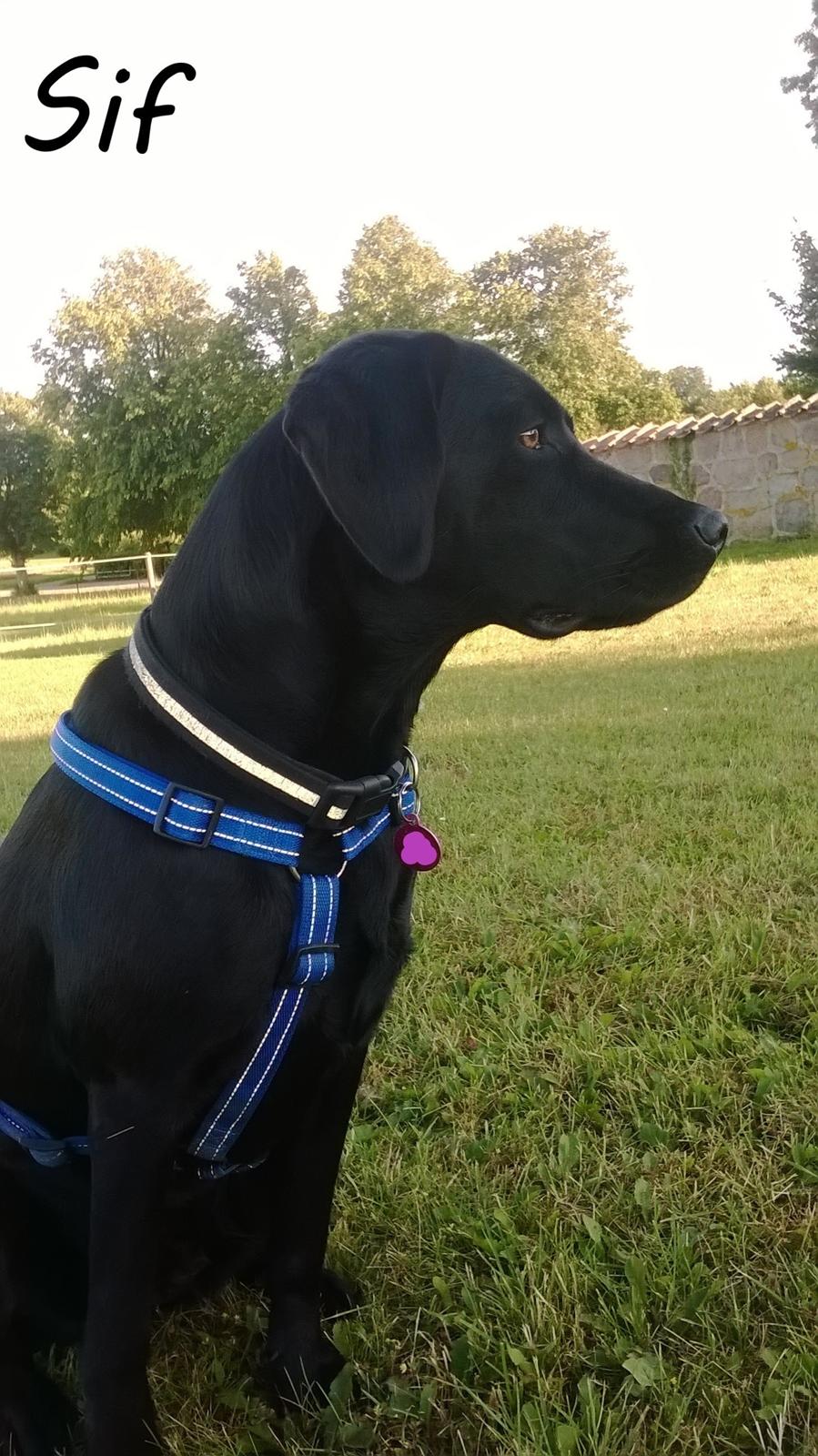 Labrador retriever Sif billede 4