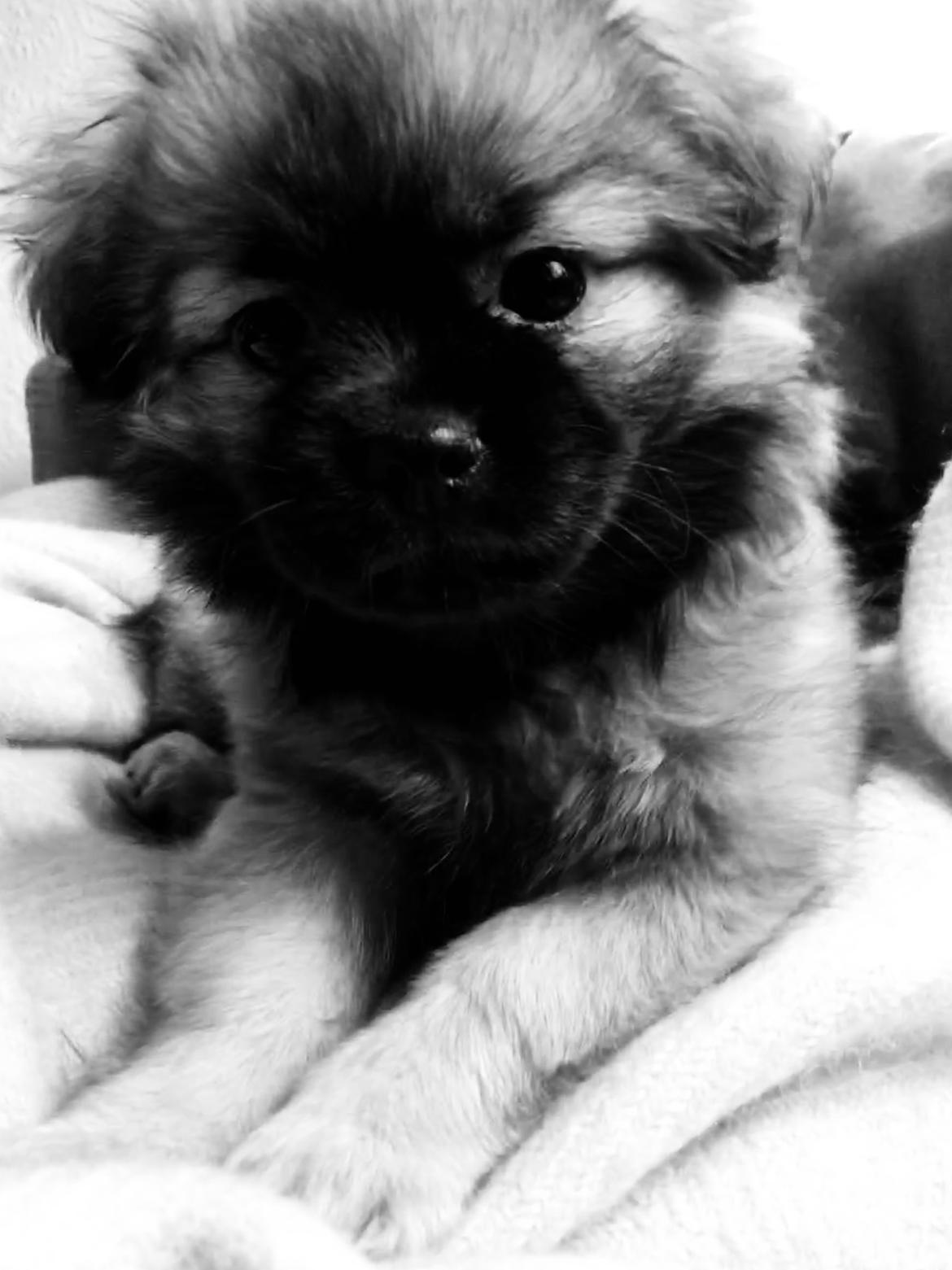 Tibetansk spaniel Dharma - 12 uger. billede 5