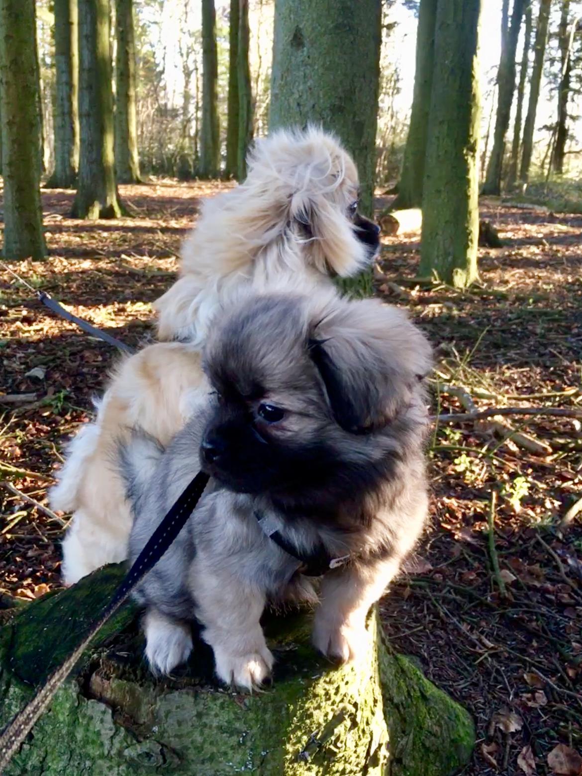 Tibetansk spaniel Dharma - 12 uger. billede 2