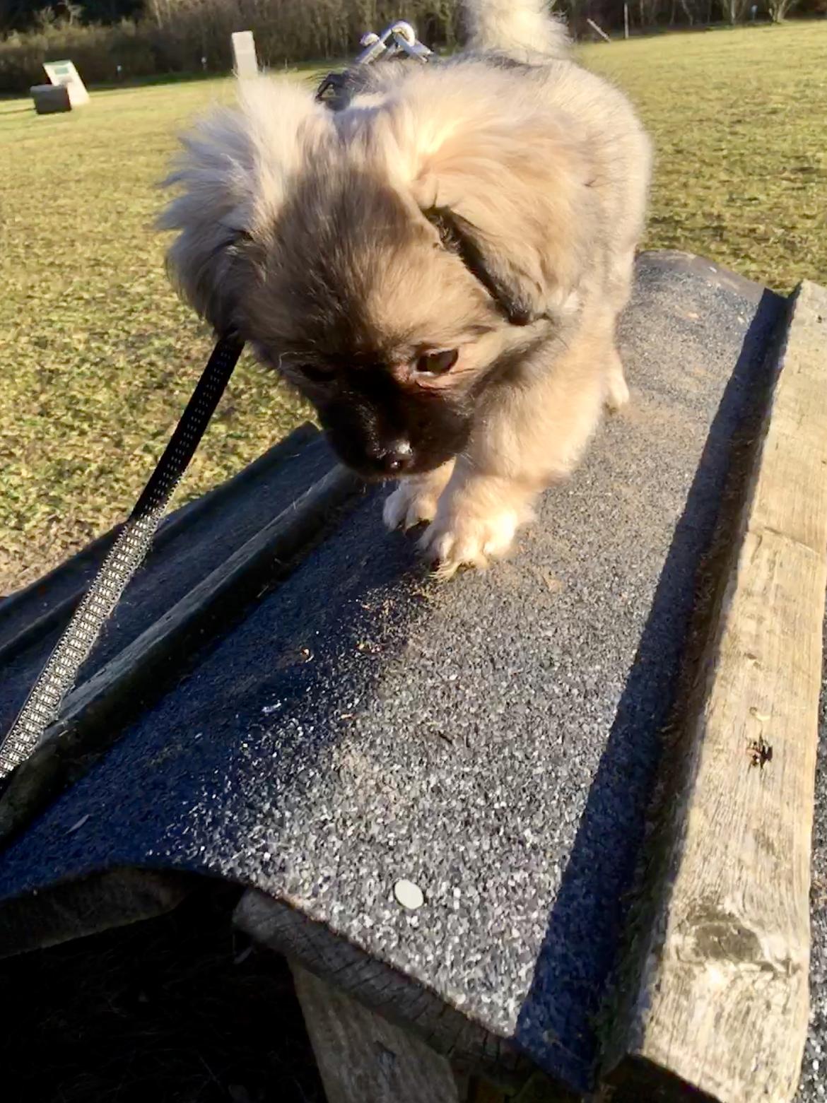 Tibetansk spaniel Dharma - 13 uger - som tibetaner går man selvfølgelig til tops! billede 3